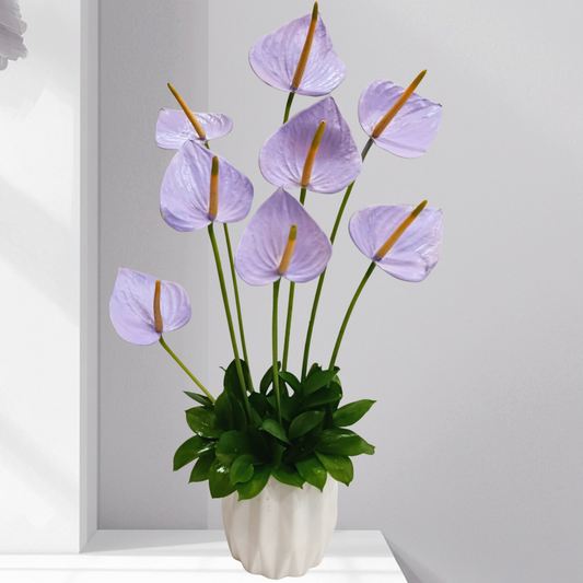 Anthurium in ceramic pot Arrangement