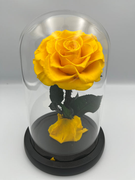 MEDIUM - SINGLE ROSE YELLOW