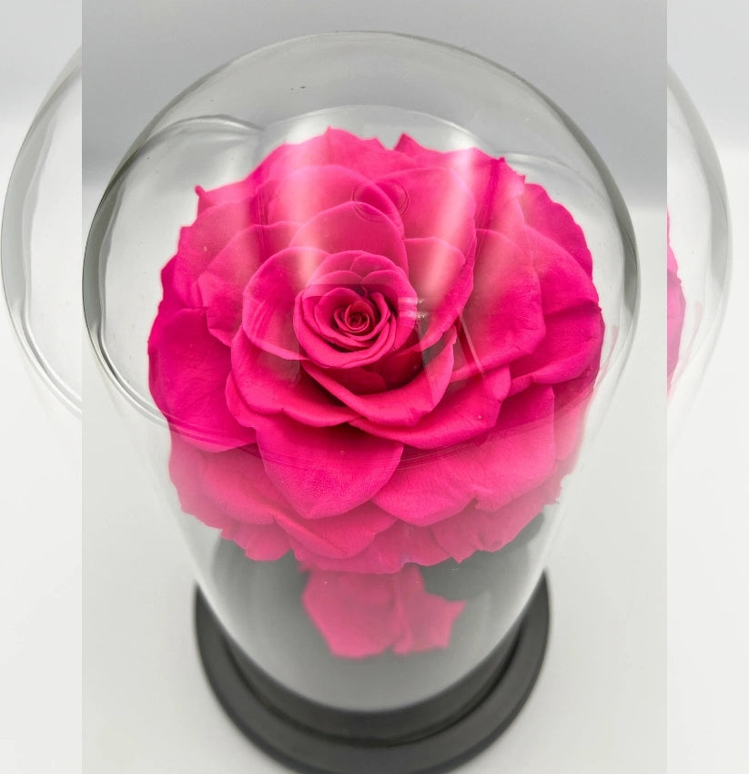 MEDIUM - SINGLE ROSY PINK