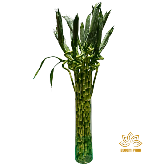 Lucky Bamboo Spiral Single Stem 100cm