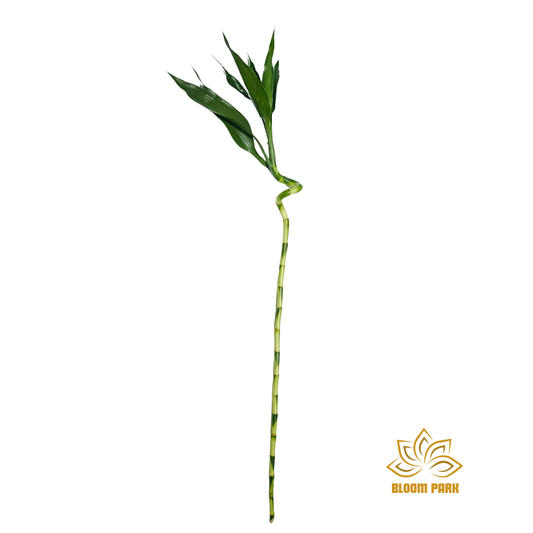 Lucky Bamboo Spiral Single Stem 100cm