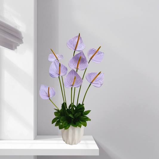 Anthurium in ceramic pot Arrangement