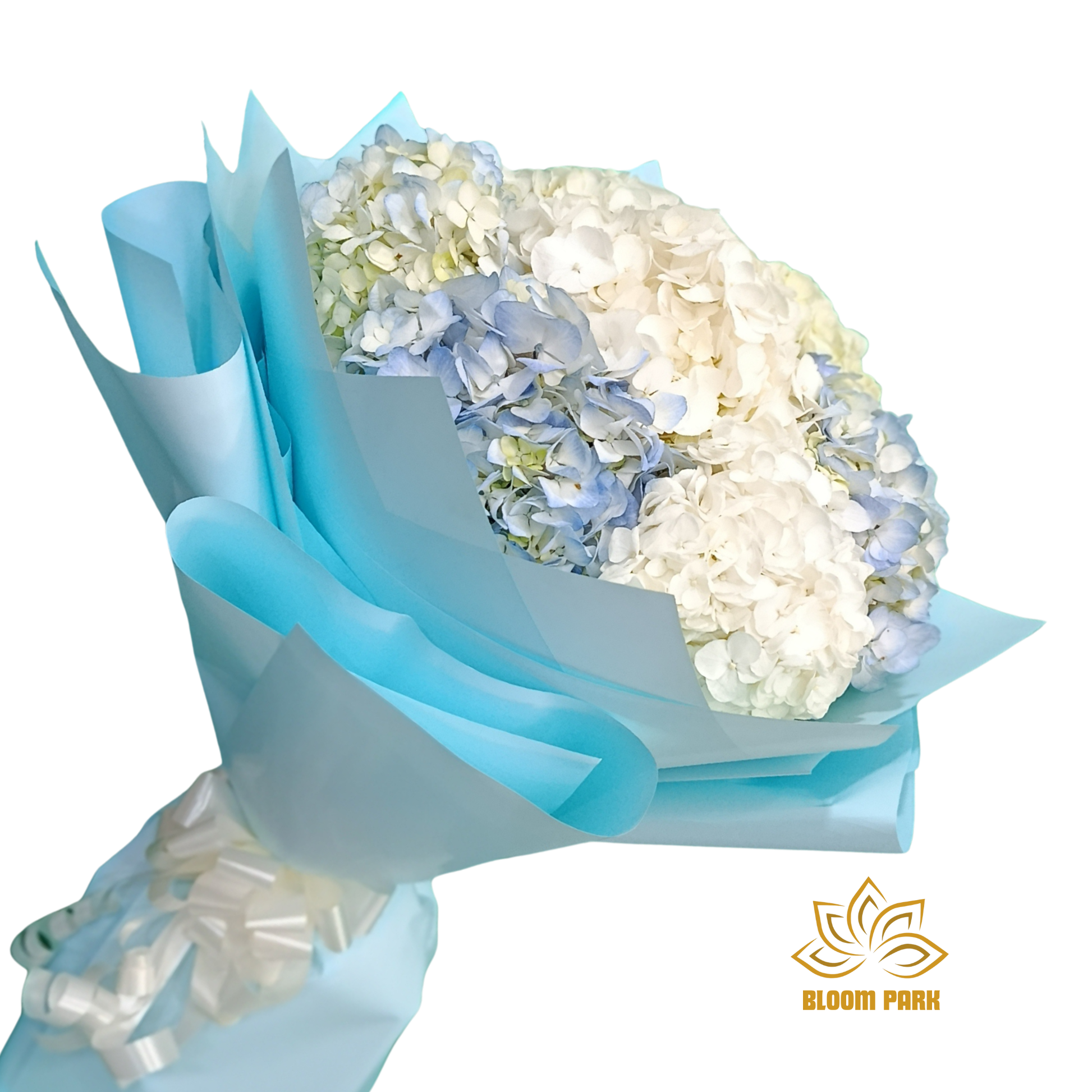 Bouquet of white and blue hydrangea flowers wrapped in light blue paper, fresh flowers delivery Dubai