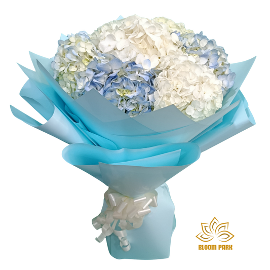Bouquet of white and blue hydrangea flowers wrapped in blue paper, flowers delivery Dubai.
